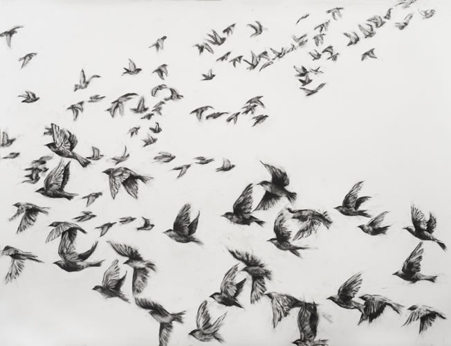 Edwina Lucas - drawing entitled Flight of the Starlings